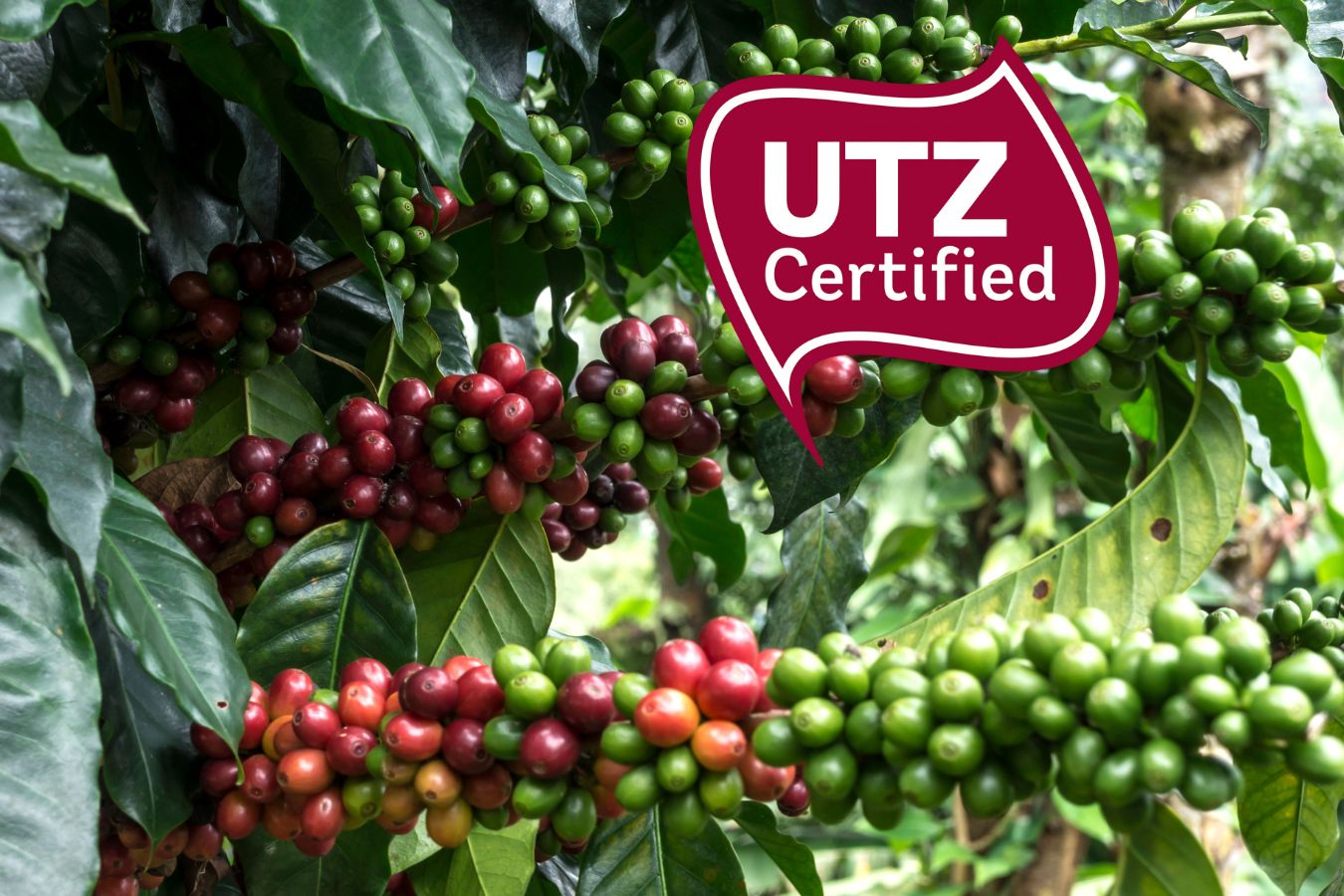 What is UTZ Certification