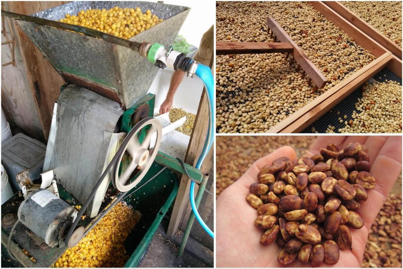 Yellow, Red, Black Honey Processed Coffees What’s the Difference