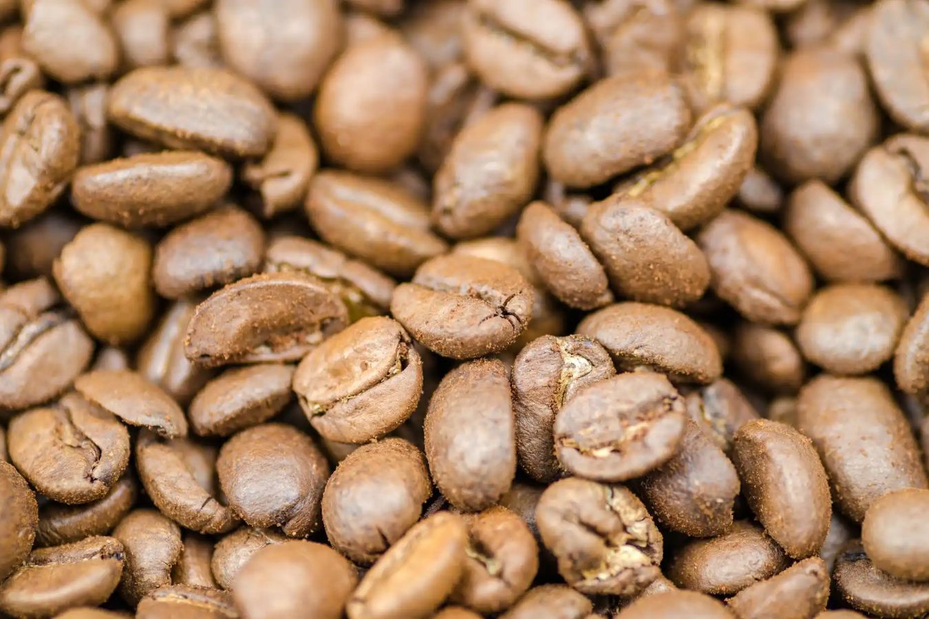 Yemen Moka Coffee Beans Things You Never Skip