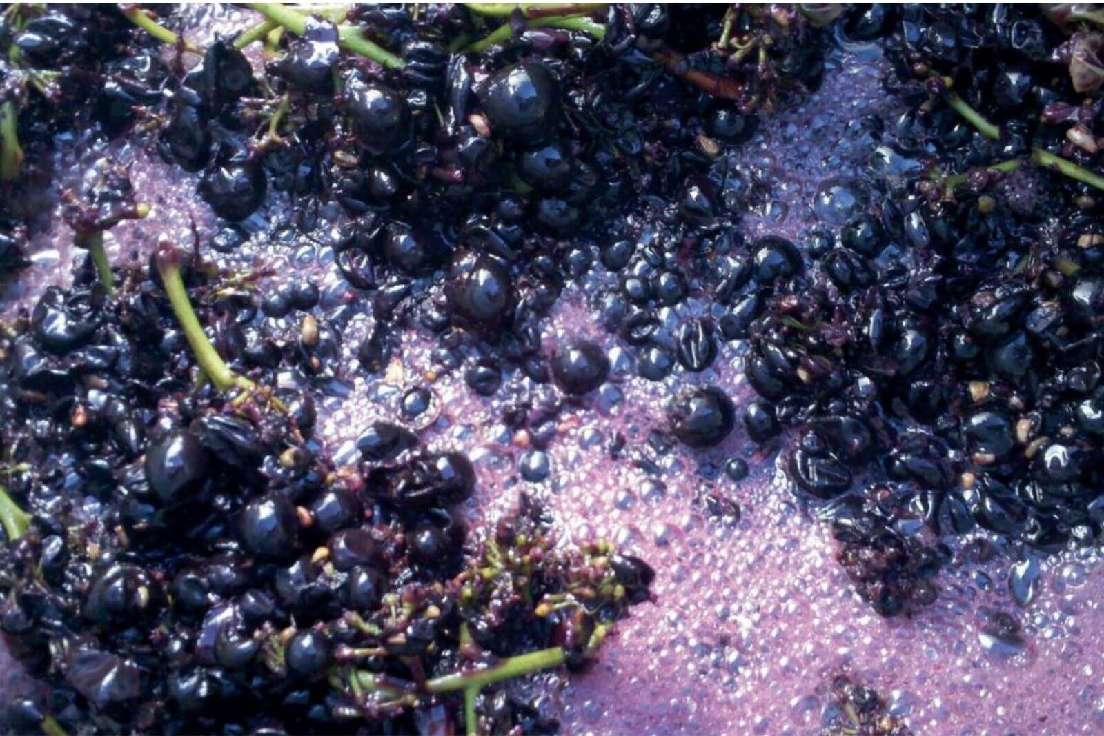 what-is-carbonic-maceration