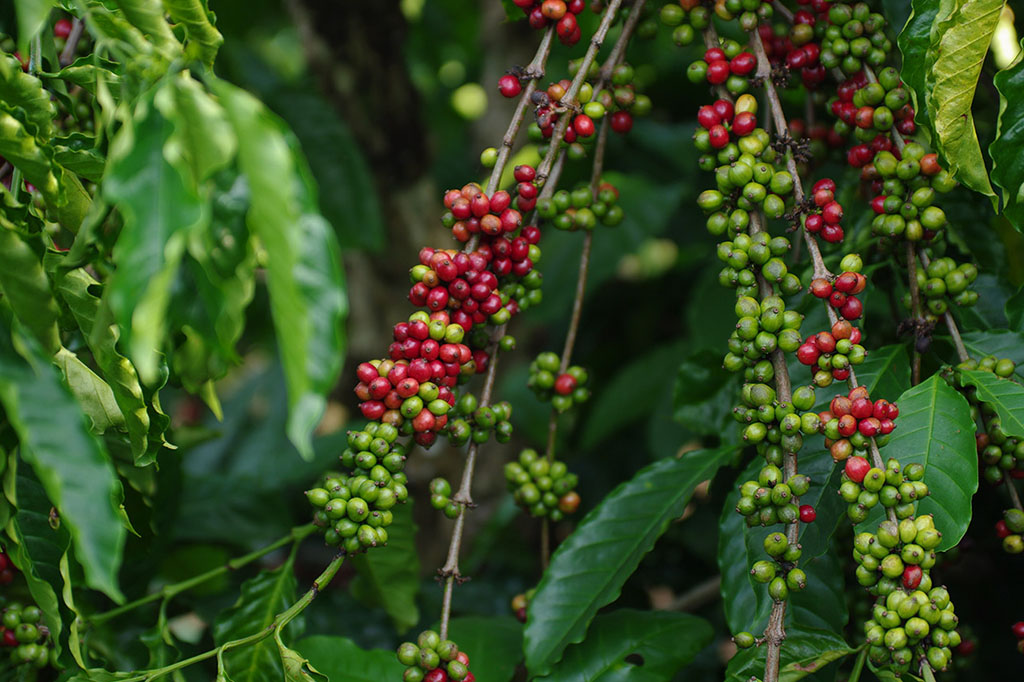 Can We Tame The Coffee C Market?