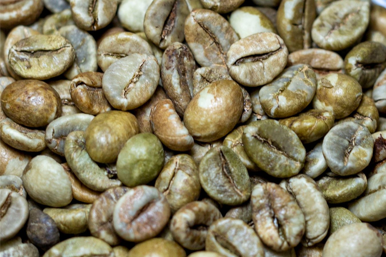 robusta-green-coffee-beans