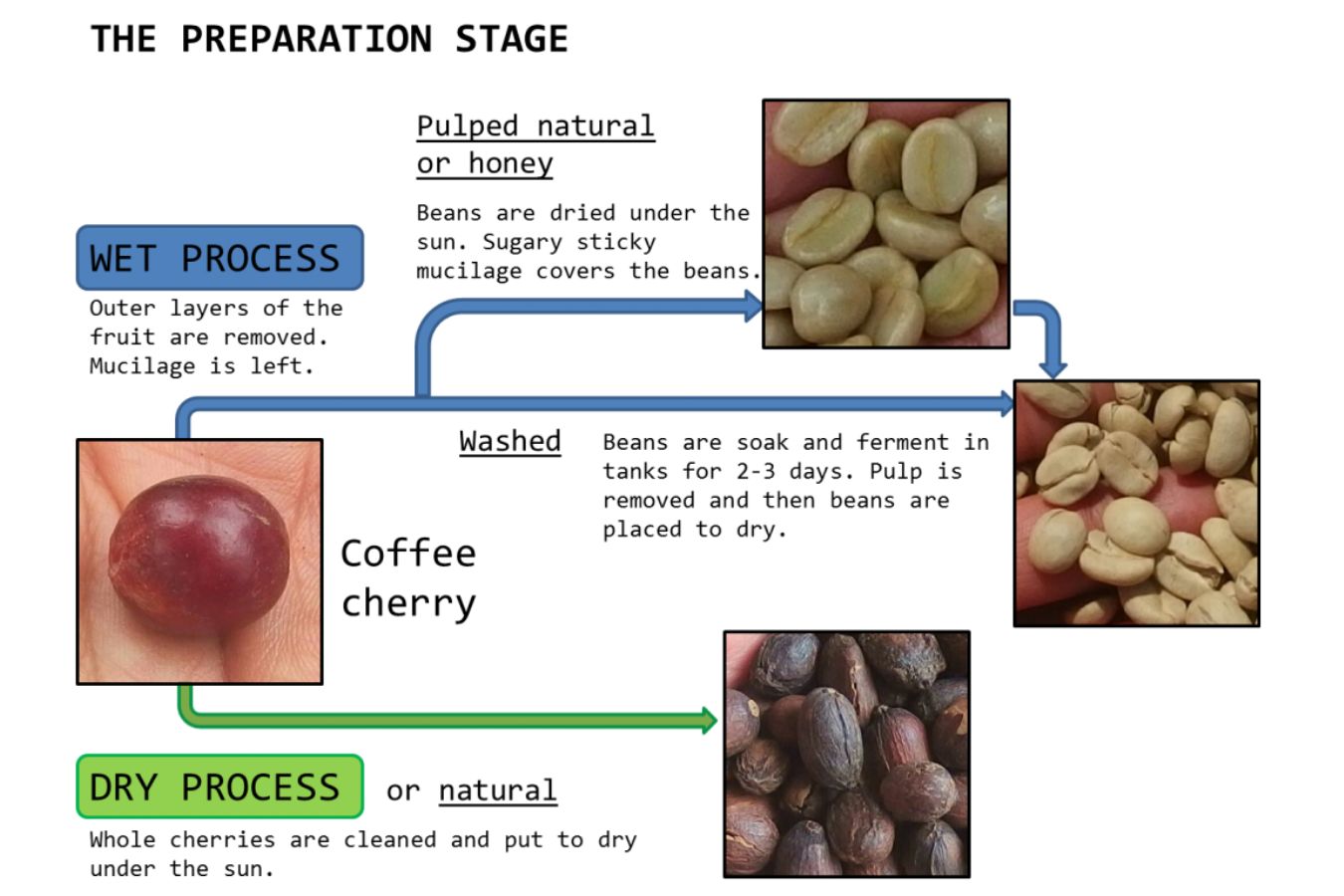 Basic Stages In The Processing Of Coffee