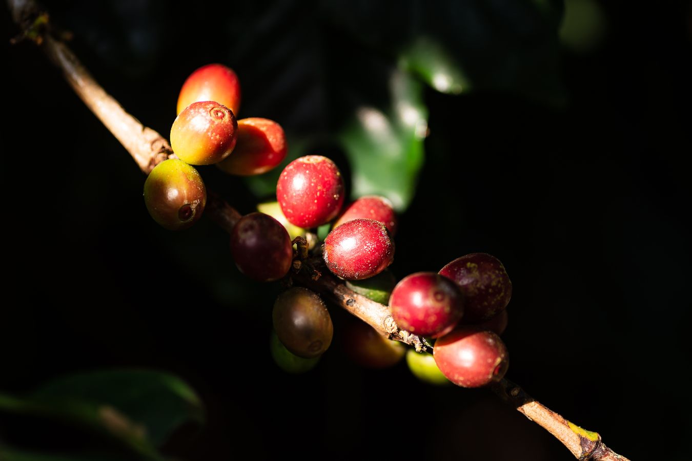 Distinguishing Biological Characteristics of Coffee Plants