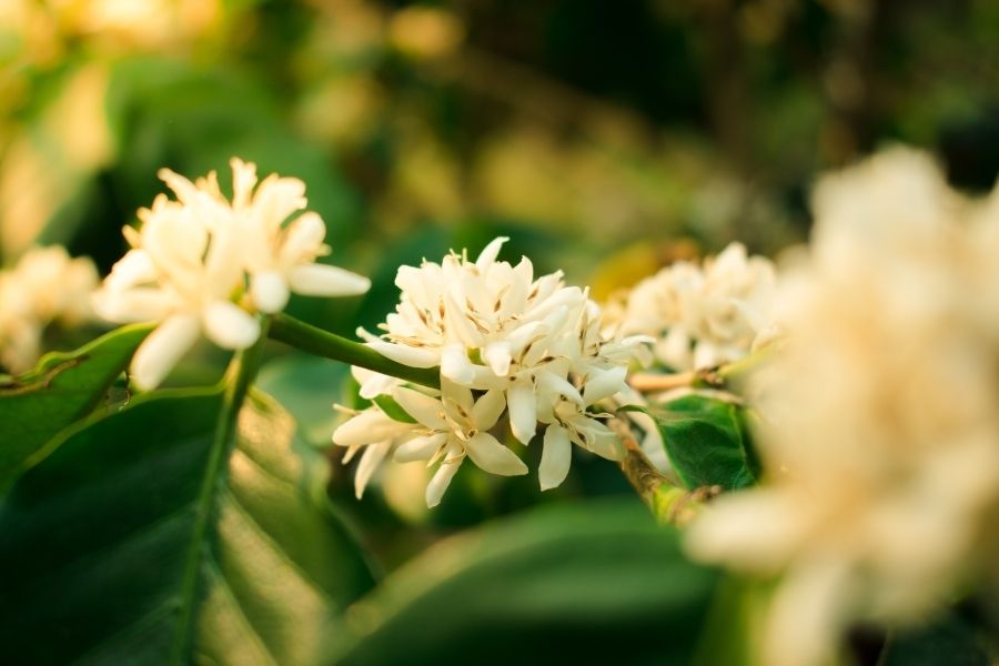 what-does-the-coffee-flower-season-mean-to-producers