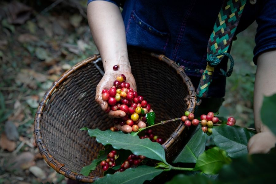 https://helenacoffee.vn/how-does-coffee-affect-the-global-economy/