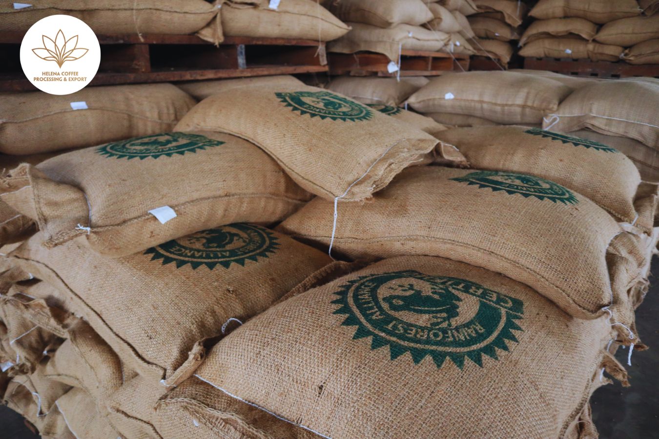 Bulk Green Coffee Beans Suppliers 