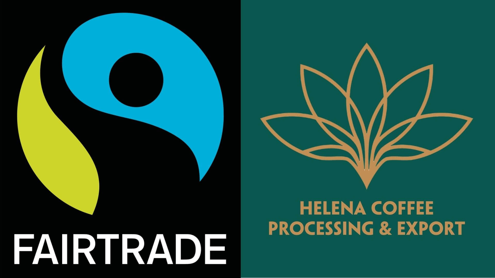 Helena - One Of The Best Fair Trade Coffee Suppliers