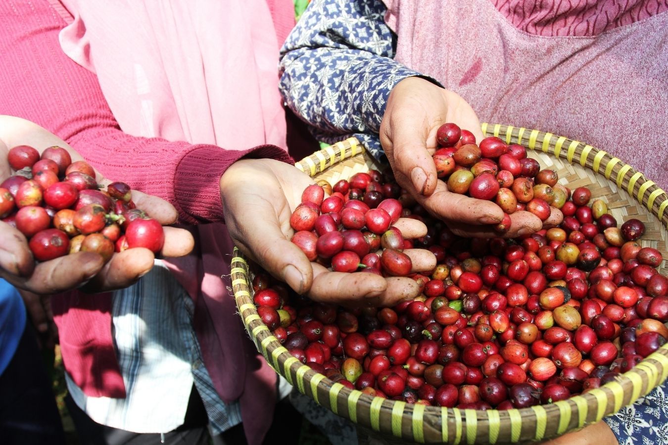 How To Find A Coffee Bean Supplier