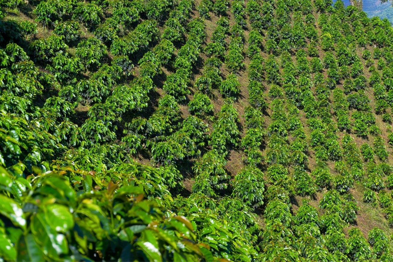 coffee-cultivation-4-ecological-requirements-of-coffee-plants