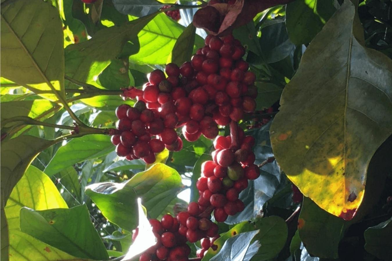 top-5-differences-between-excelsa-coffee-and-liberica-coffee (1)