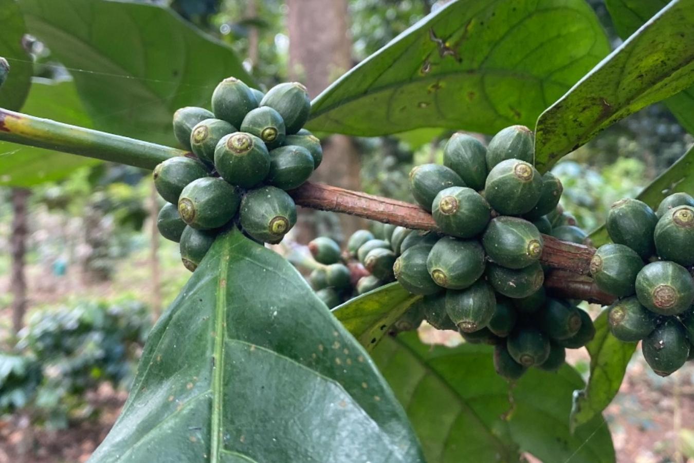 top-5-differences-between-excelsa-coffee-and-liberica-coffee (2)