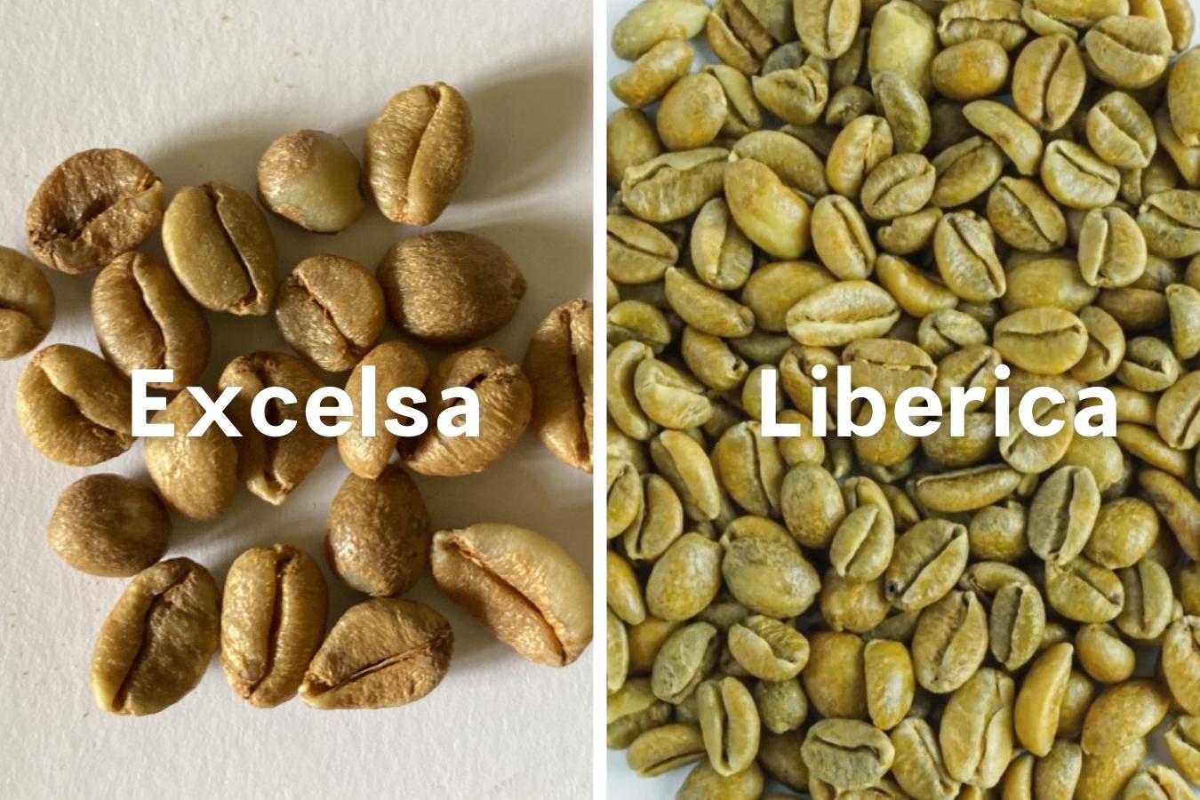 top-5-differences-between-excelsa-coffee-and-liberica-coffee (6)