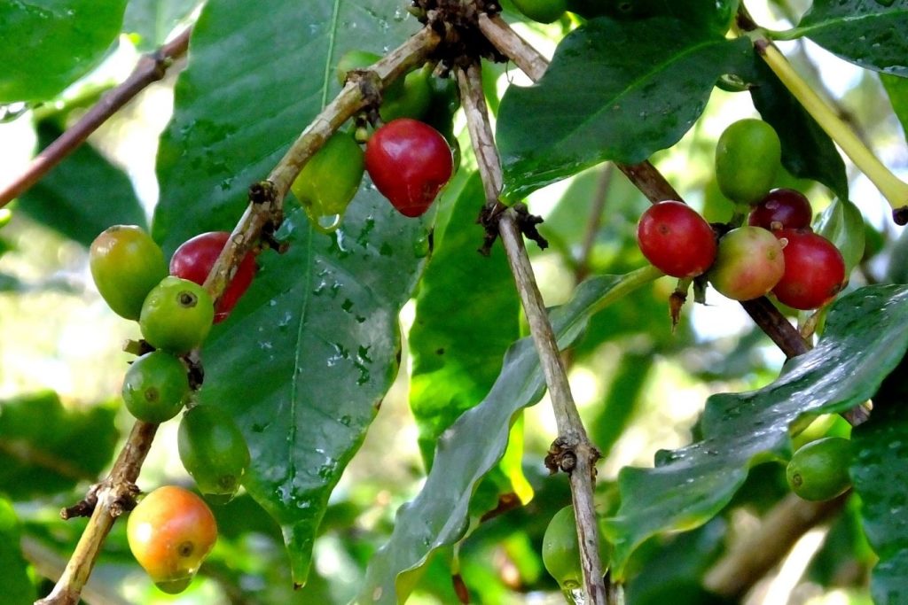 Things You Don’t Know About Indonesia Coffee 