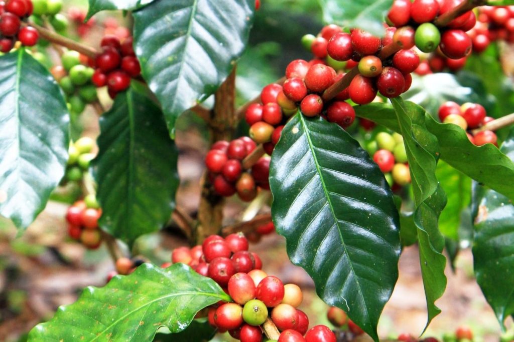 4 Popular Coffee Varieties In The World
