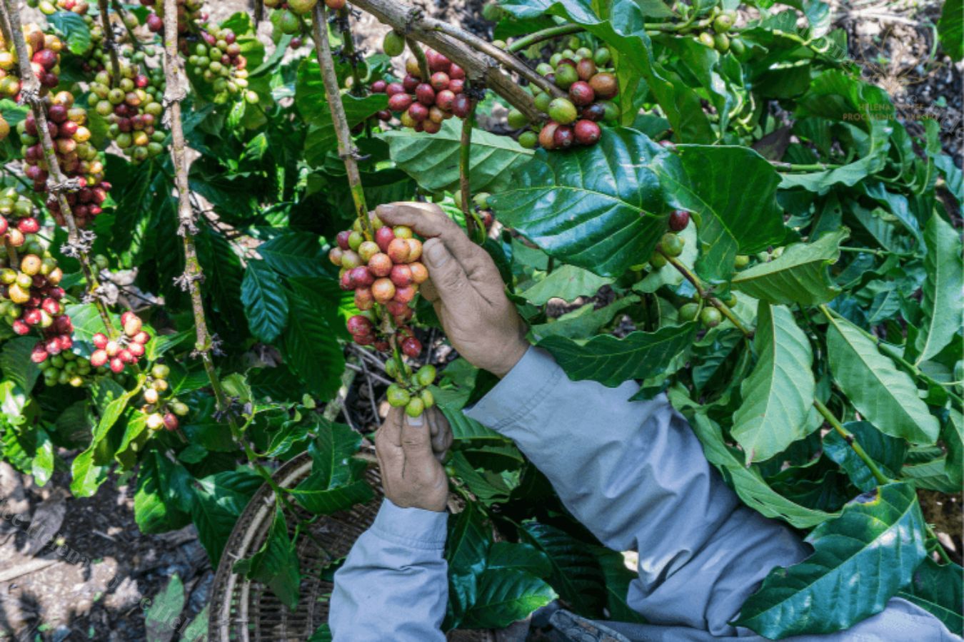 Coffee Exports: US Coffee Purchases From Vietnam Have Surged - Helena Coffee Vietnam