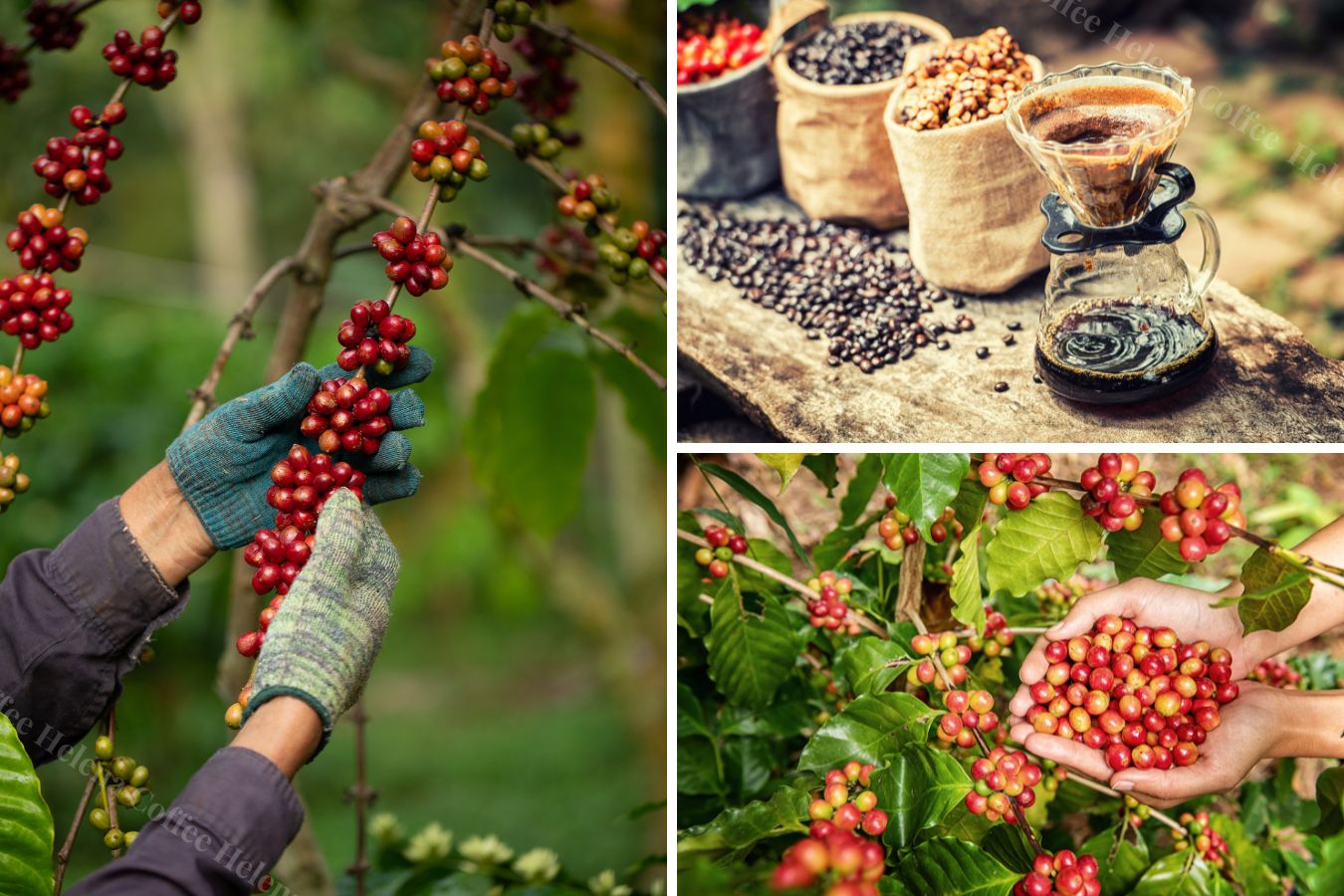 Coffee From Vietnam: The Story Of Robusta In Vietnam