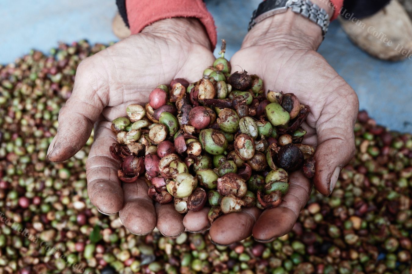 Coffee From Vietnam: The Story Of Robusta In Vietnam - Helena Coffee Vietnam