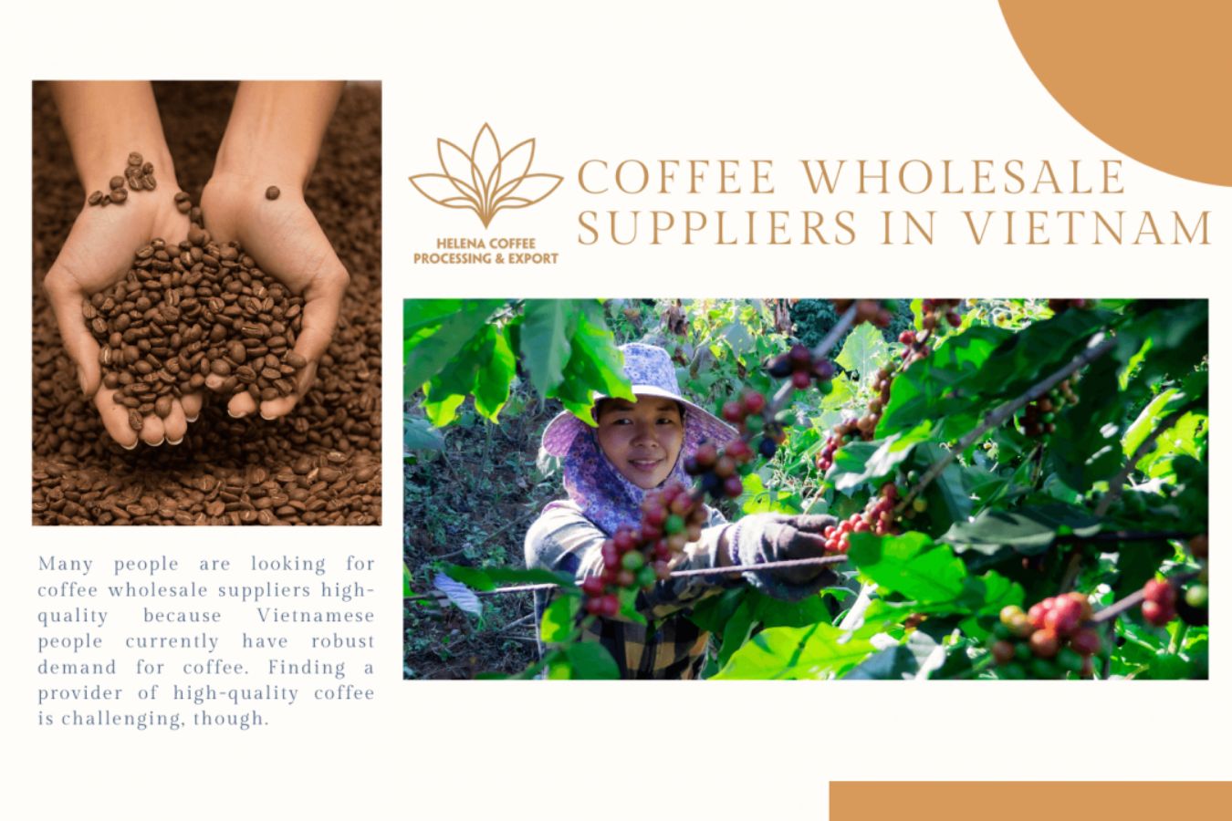 Coffee Wholesale Suppliers :Top 10 Of Quality In Vietnam