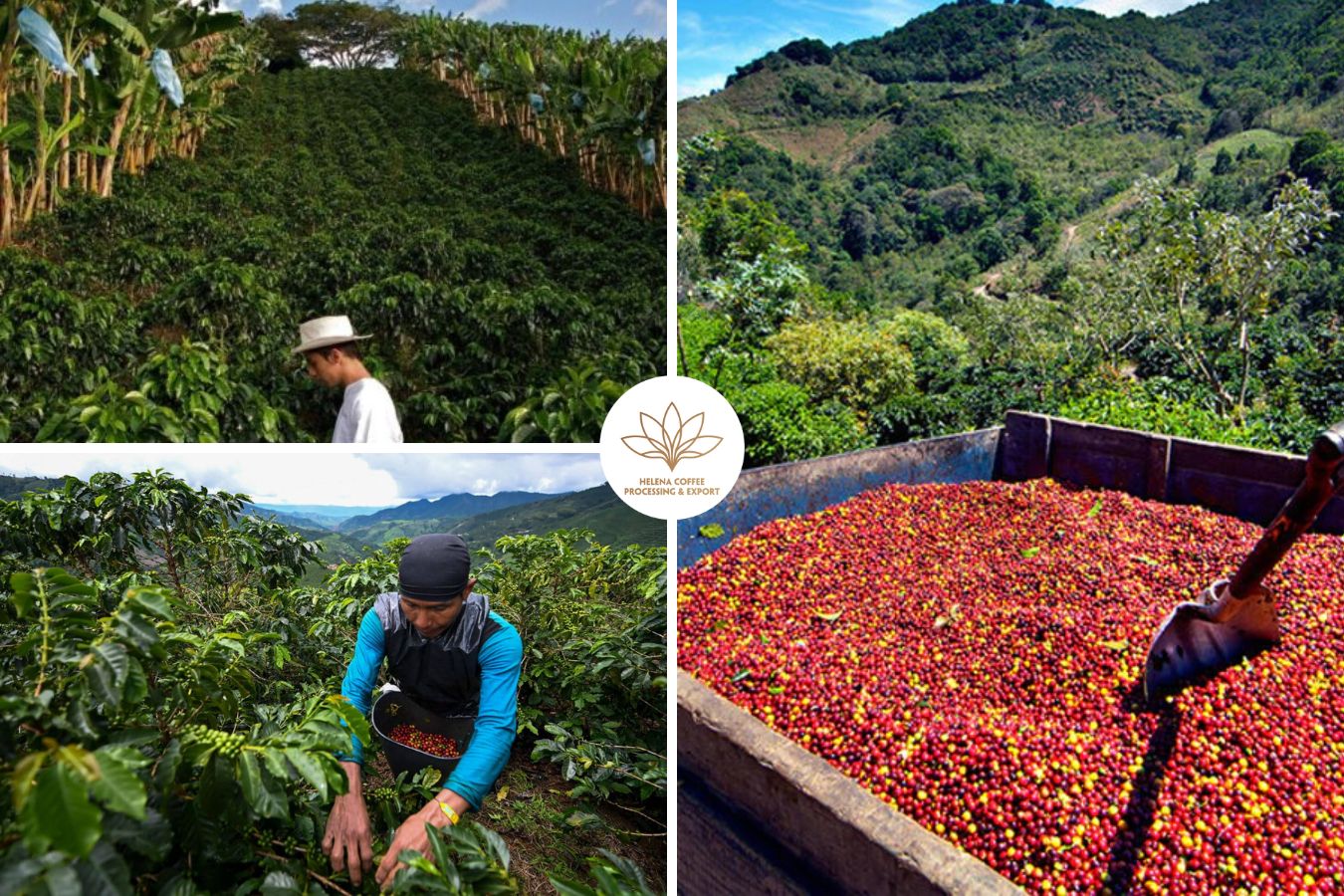 Colombian Coffee And The Impact Of War