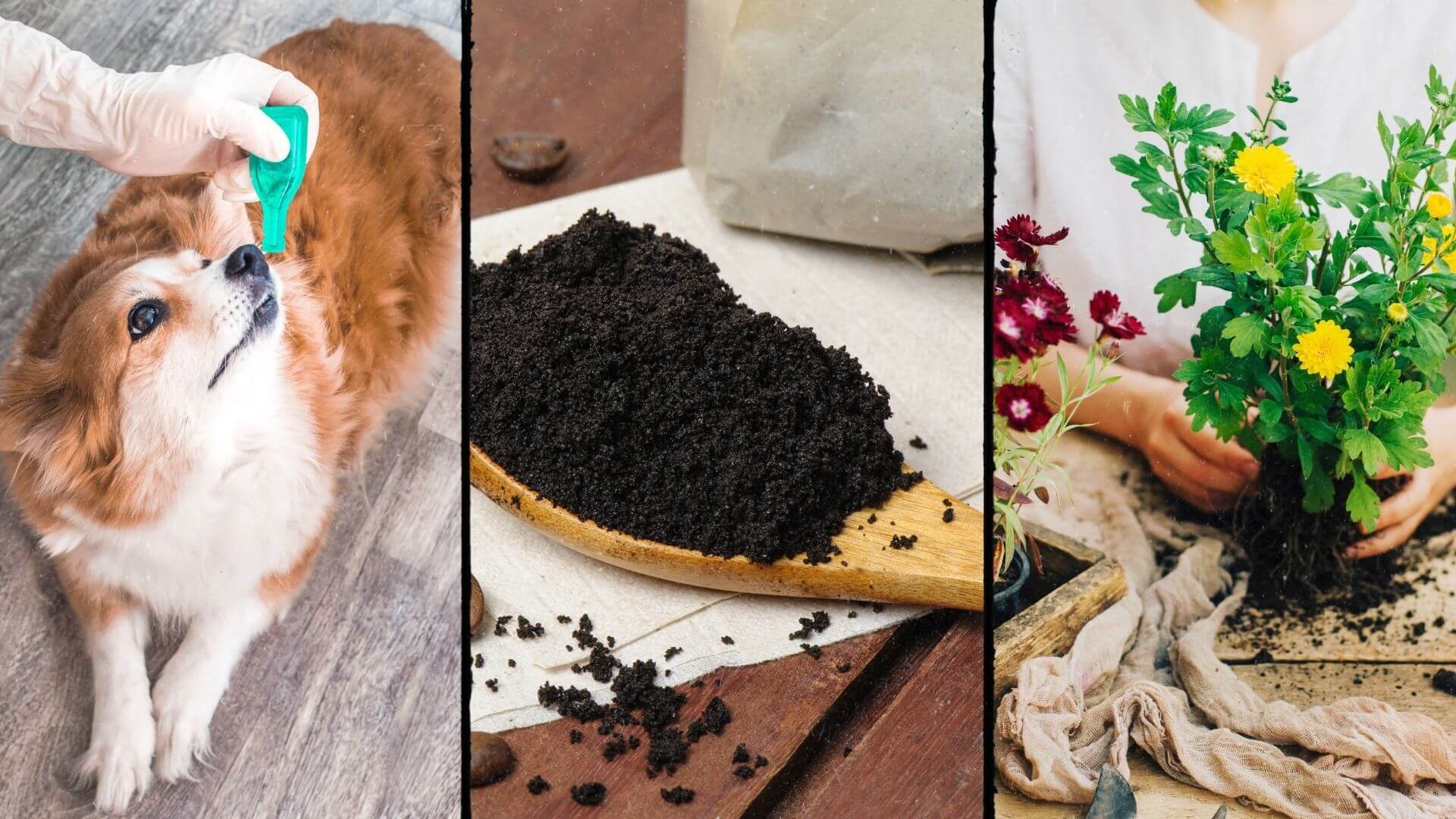 Creative Ways To Reuse Old Coffee Grounds