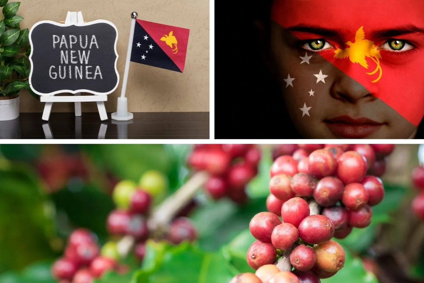 Geisha Panama Coffee – The Best Coffee In The World