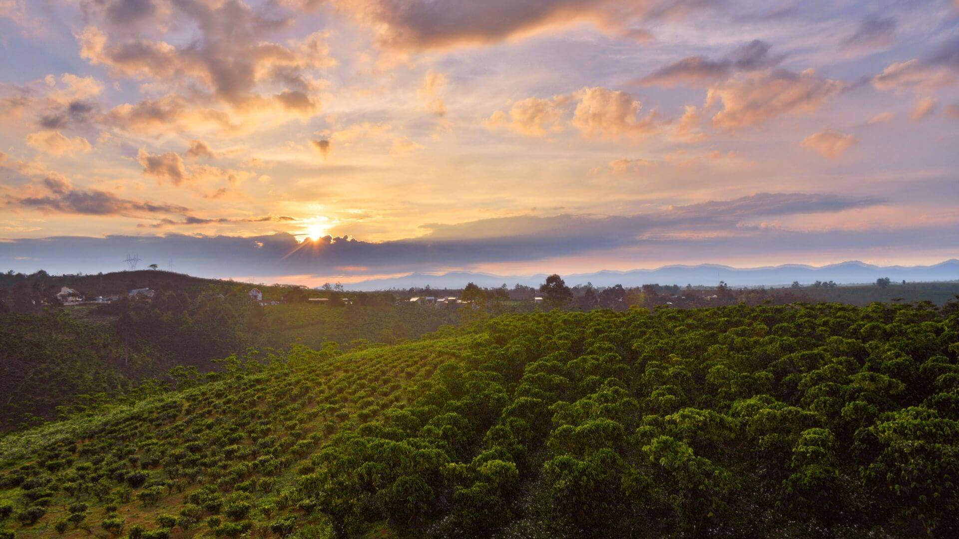 International Coffee Farms - A Potential Investment?