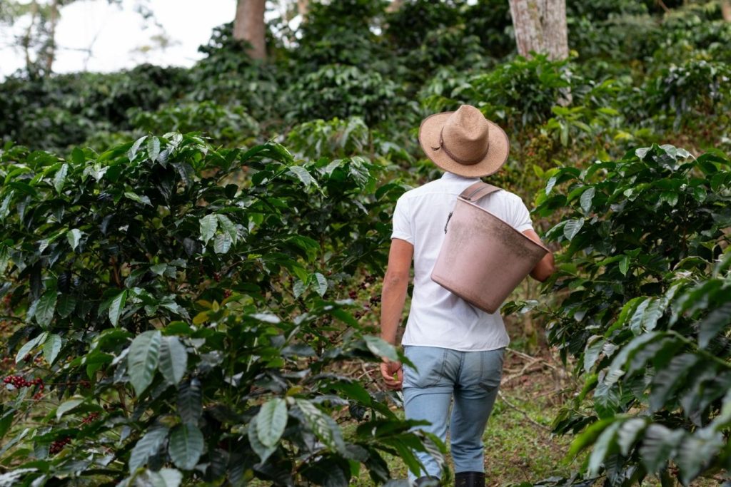 Papua New Guinea Coffee – Mysterious Taste From Oceania