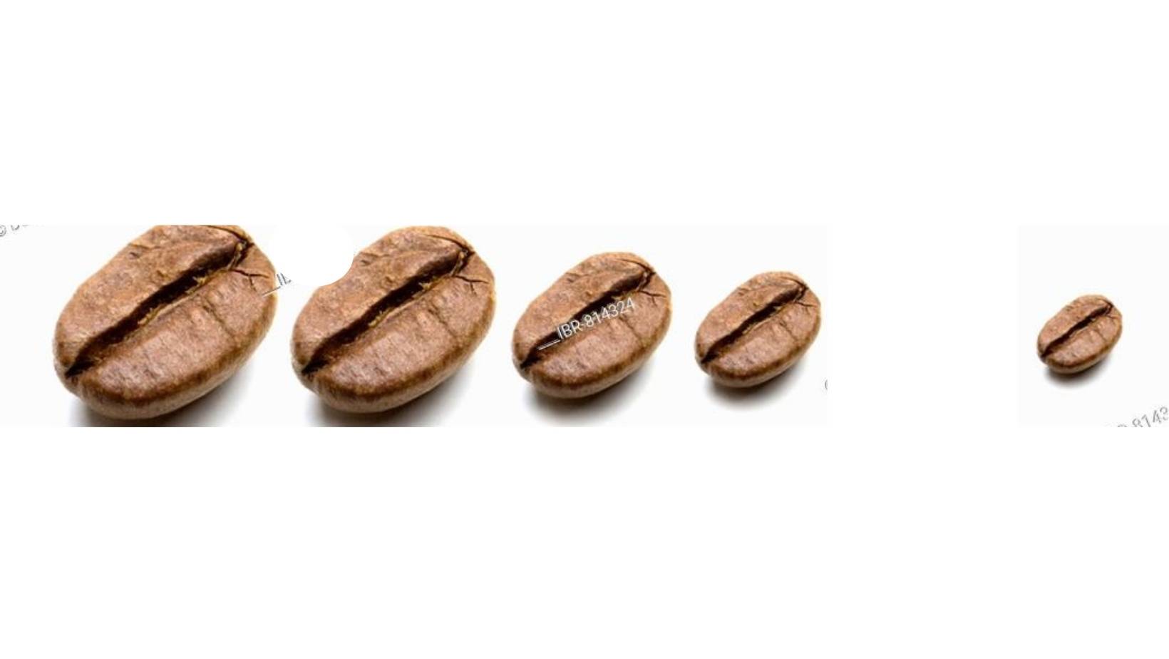Coffee bean screen size