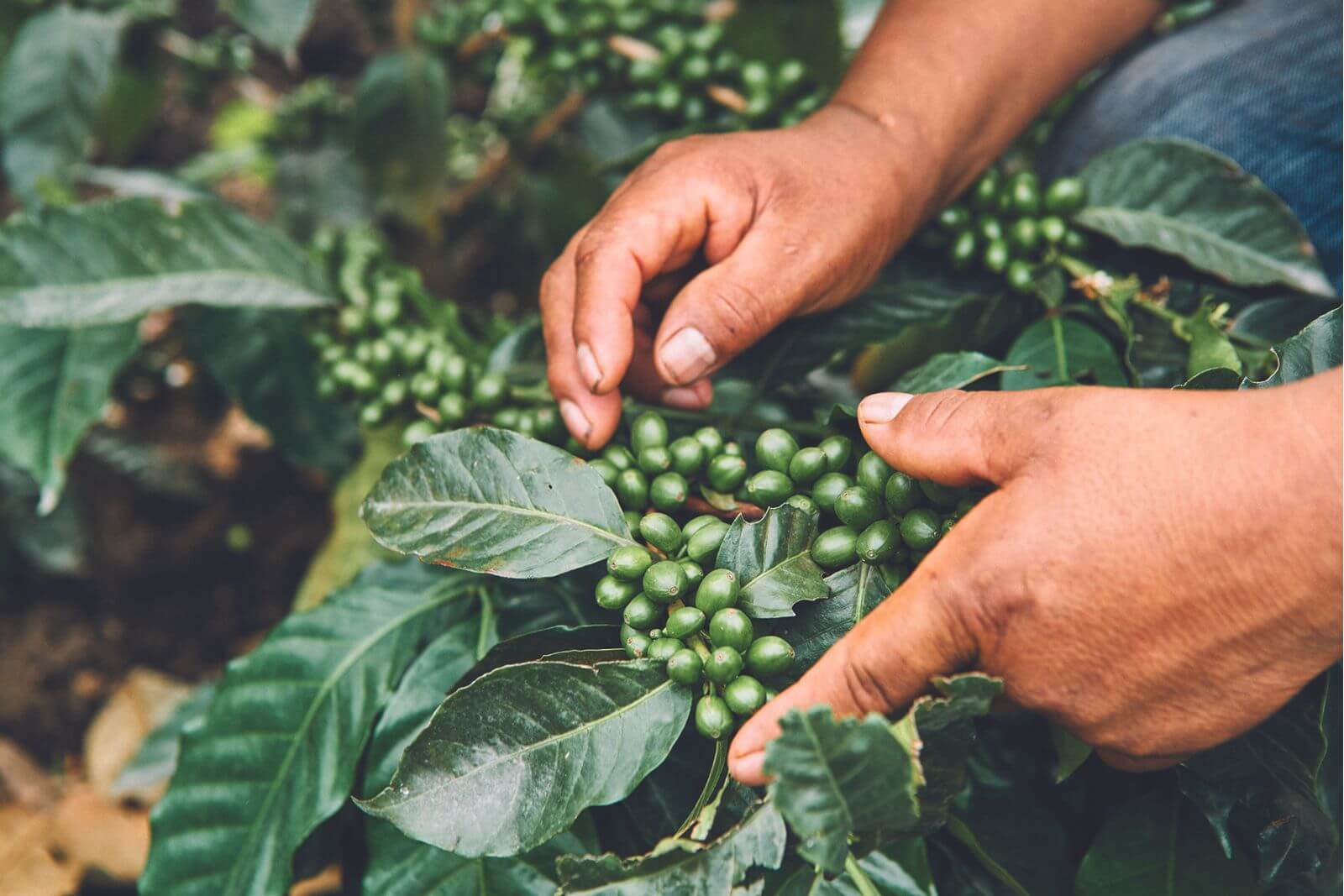 green-coffee-trader-jobs