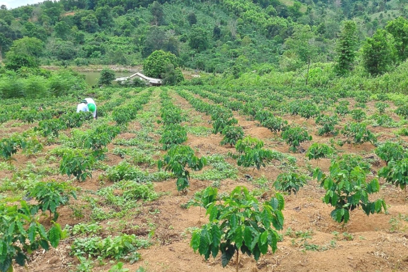 Solutions For Replanting Robusta Coffee With Soil Rotation