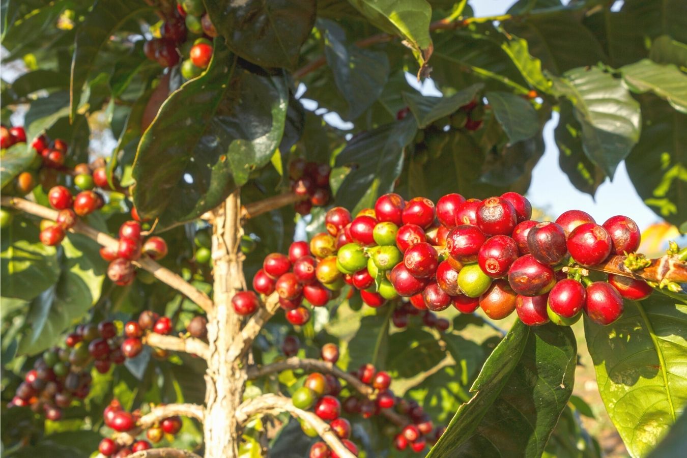 Coffee Trees Should Be Fertilized Near The End Of The Fruit