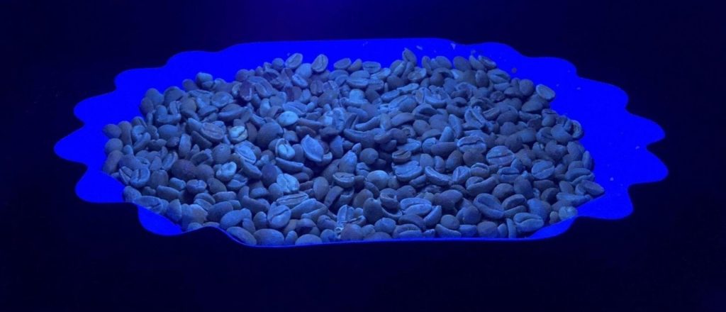 Using UV light to sort coffee beans