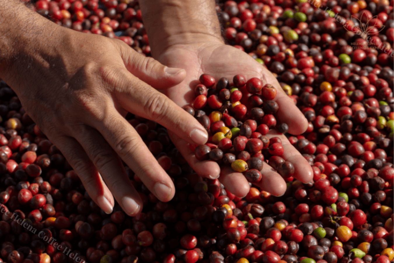 Vietnam Coffee Production: Standard Procedure - Helena Coffee Vietnam