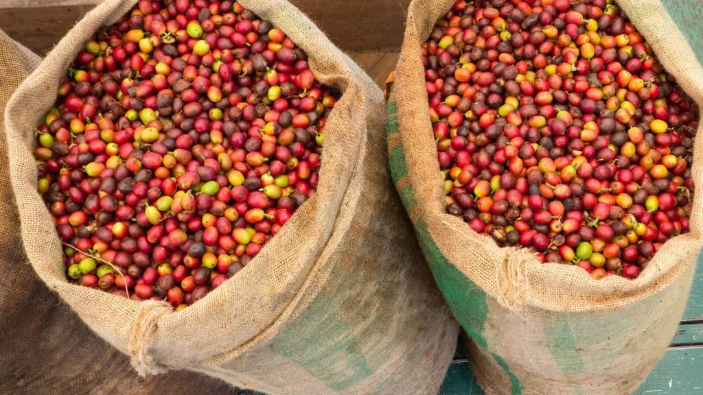 Which types of coffee beans are considered delectable