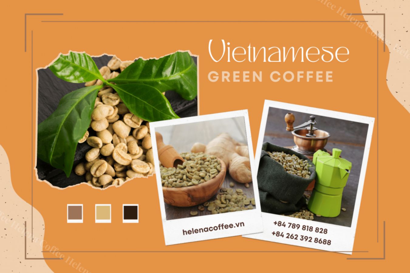 Wholesale Coffee Green Beans: Vietnamese Green Coffee - Helena Coffee Vietnam