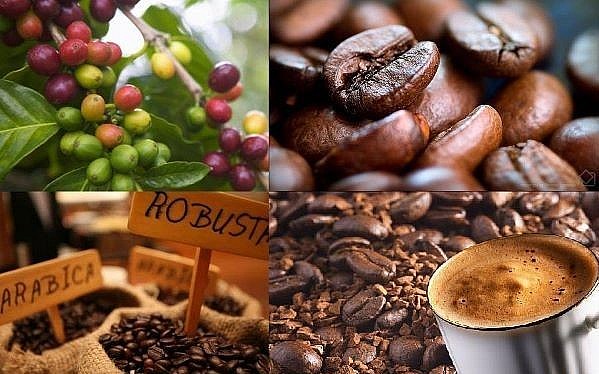 Vietnam coffee such as Robusta and Arabia are well-known.