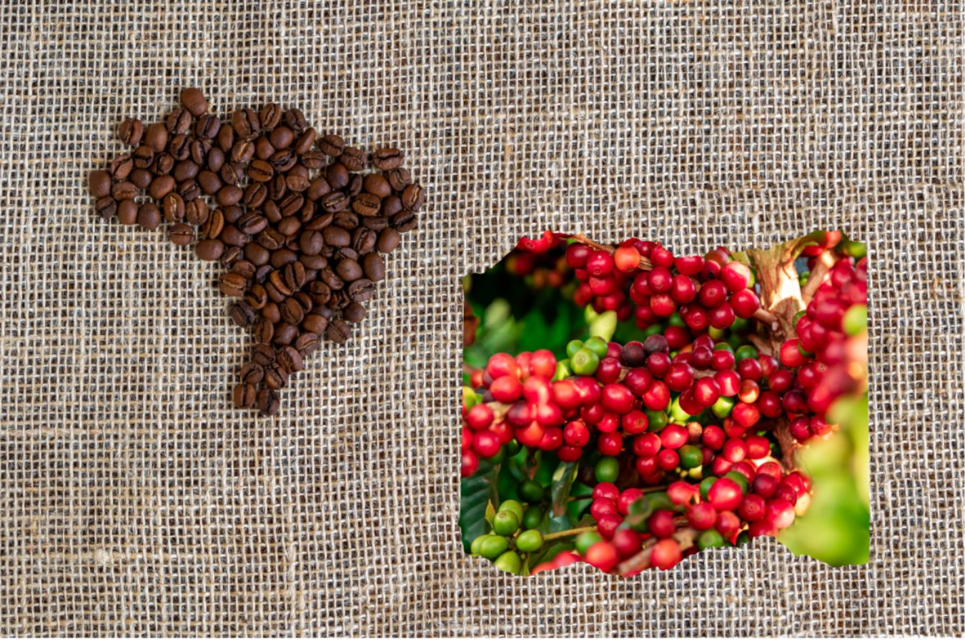Interesting Things About Taste Acidity Of Colombian Coffee (1)
