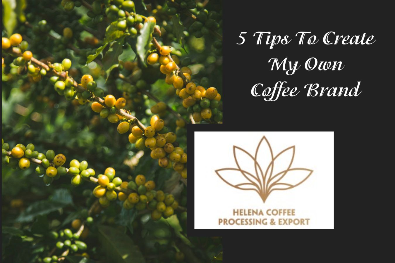 5 Tips To Create My Own Coffee Brand