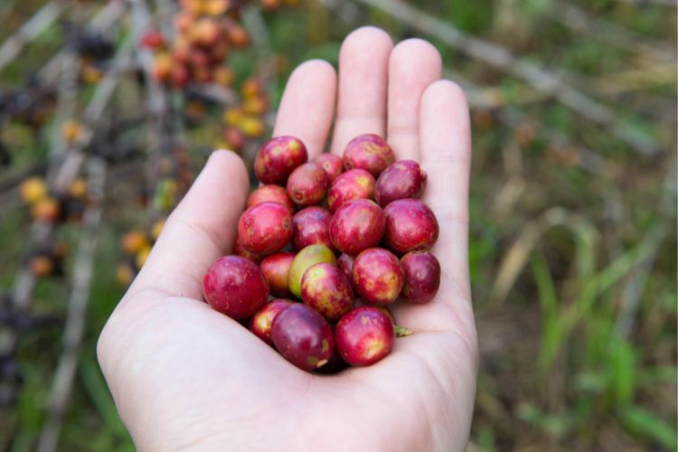 Coffee Cherry: What Is It? The Coffee Cherry's Anatomy