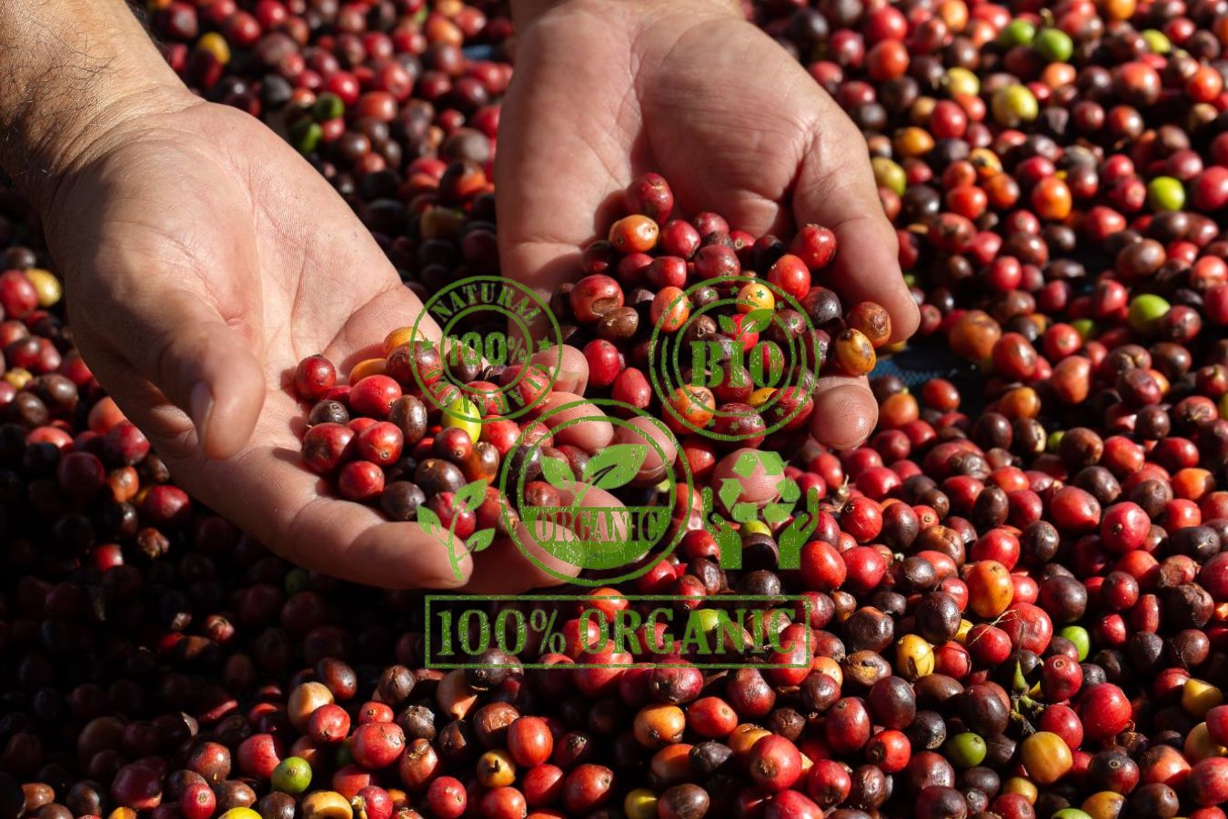 Vietnam Organic Green Coffee Beans Supplier: Why Not Collaborate With Helena?