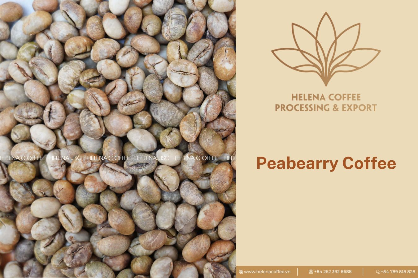 Vietnam Organic Green Coffee Beans Supplier: Why Not Collaborate With Helena?