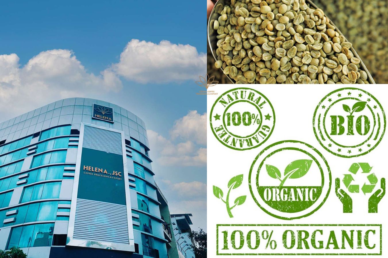 Vietnam Organic Green Coffee Beans Supplie