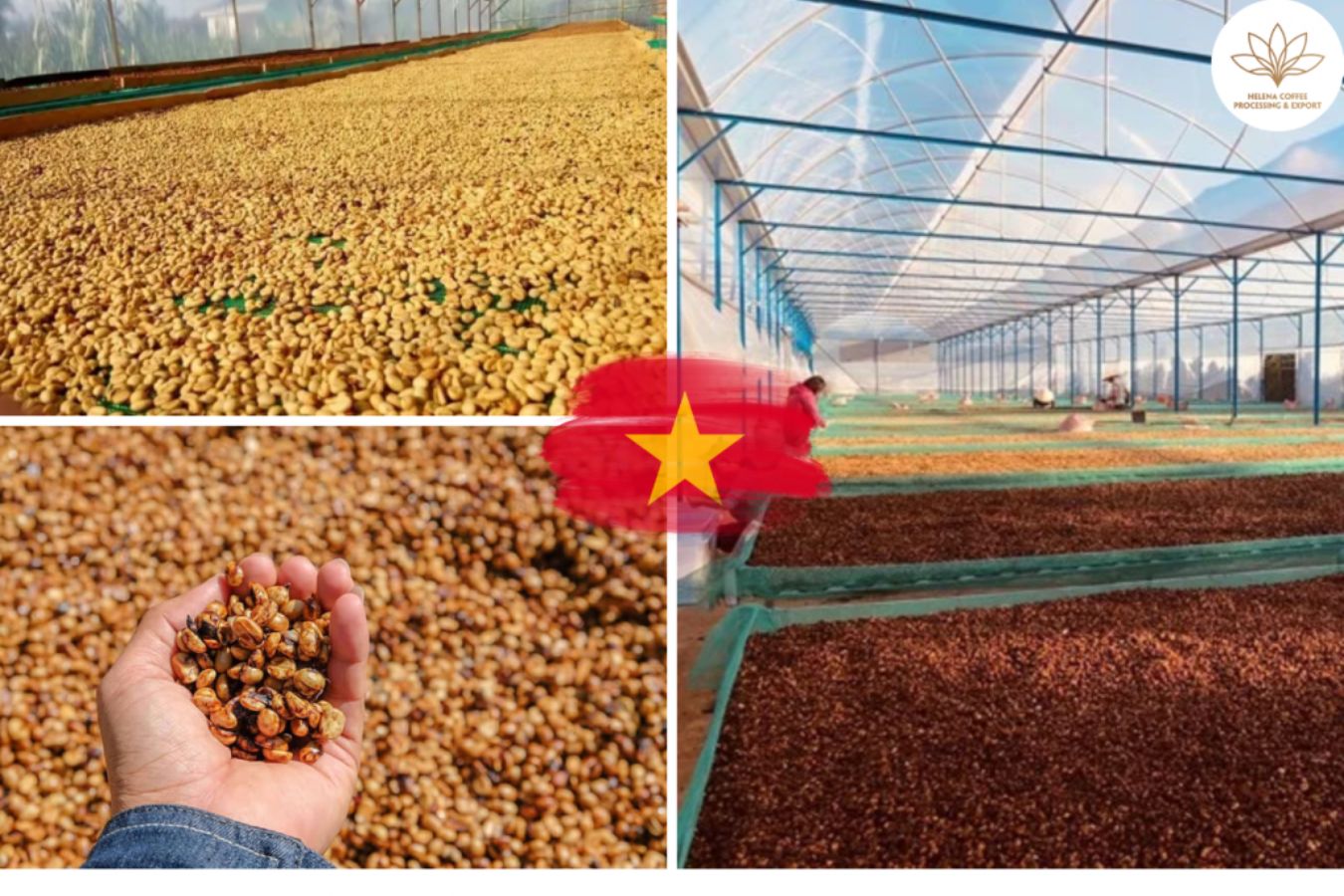 Honey Processed Robusta Coffee Bean Supplier Wholesale Vietnam