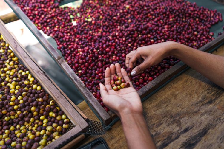How To Find Sourcing Coffee Beans?