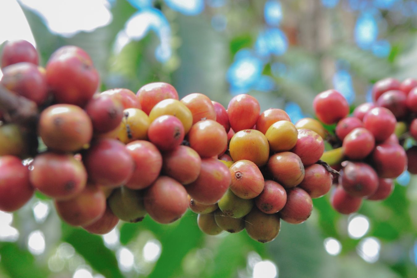Coffee Price Today August 29, 2022: