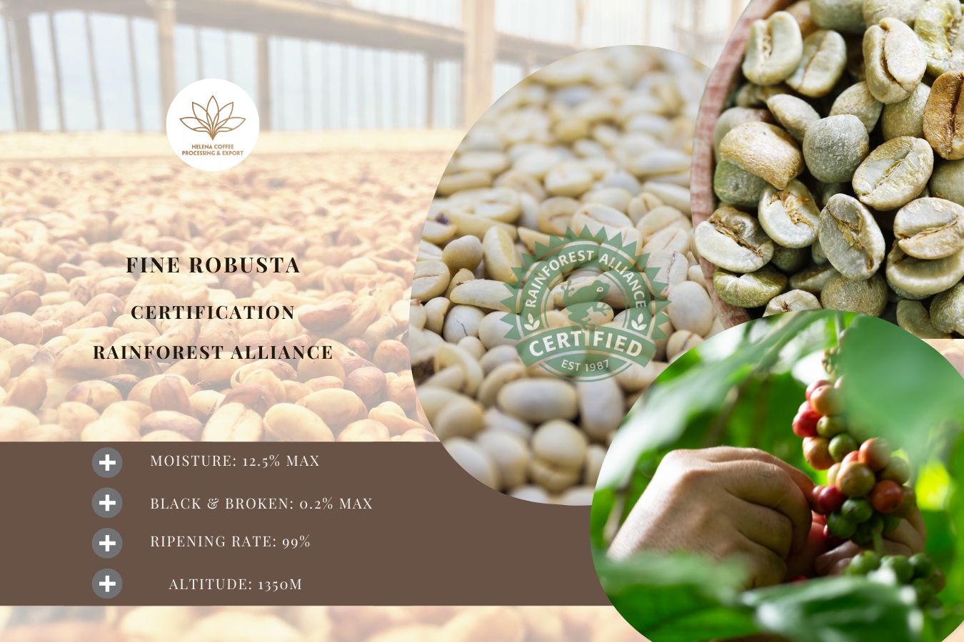 Rainforest Alliance Certified Green Coffee Supplier (2)