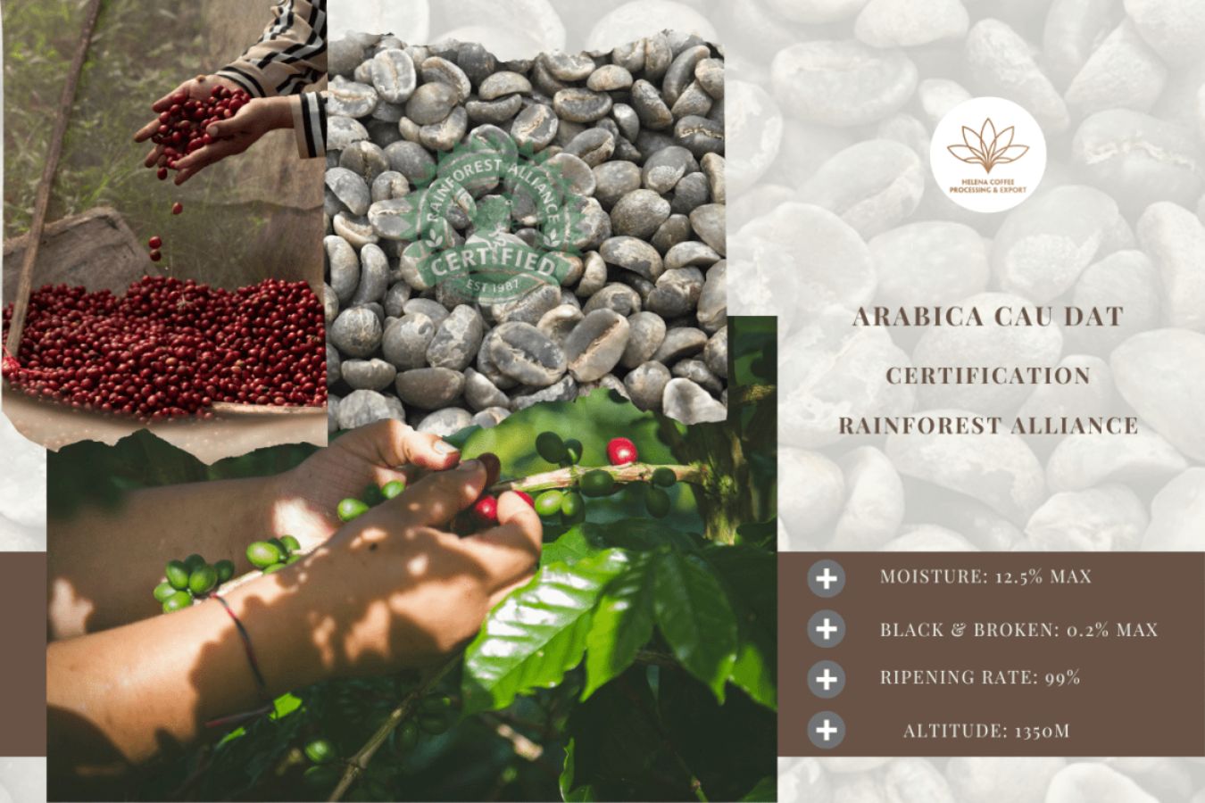 Rainforest Alliance Certified Green Coffee Supplier