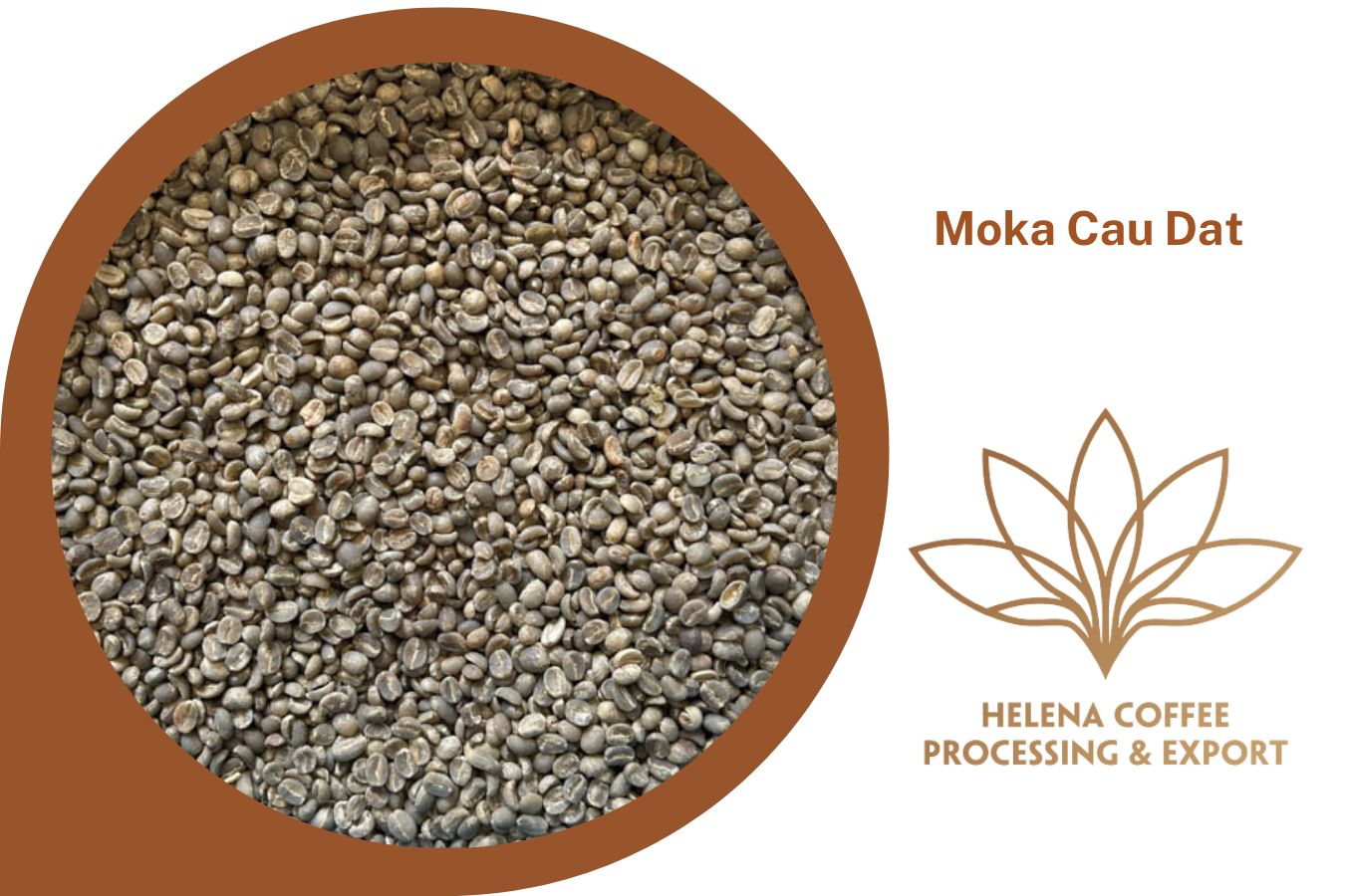 Vietnam Exporter of High Quality Green Coffee Beans