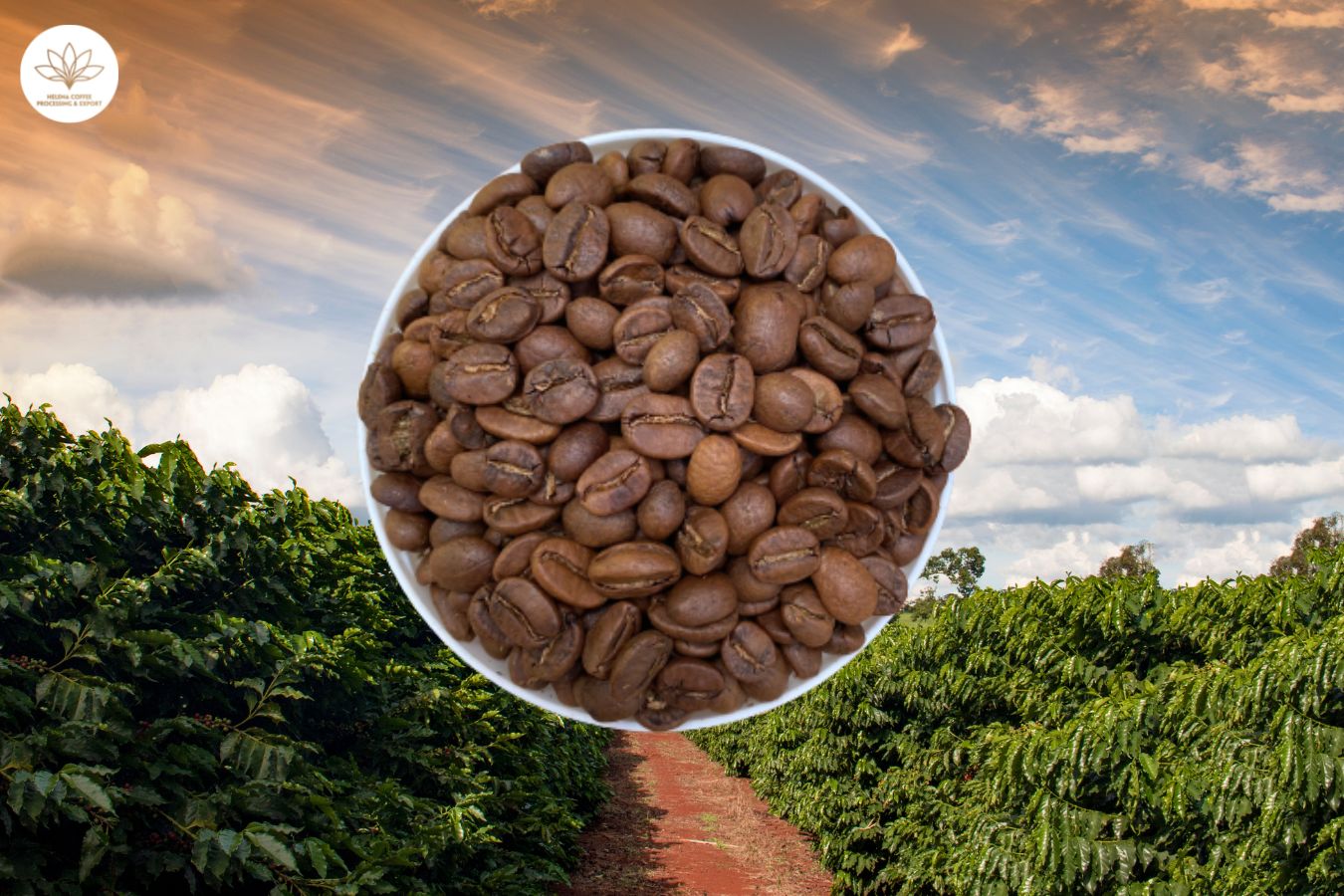 Wet-processed Arabica Roasted Coffee Beans Supplier